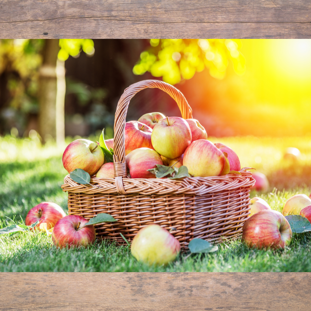 Life in Lancaster: Apple Orchards