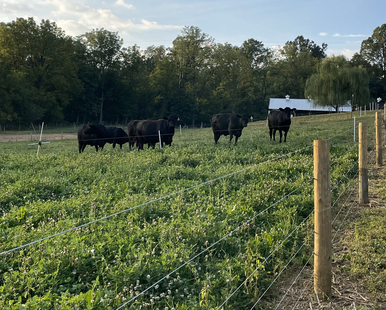 Enola Cattle Co. Beef