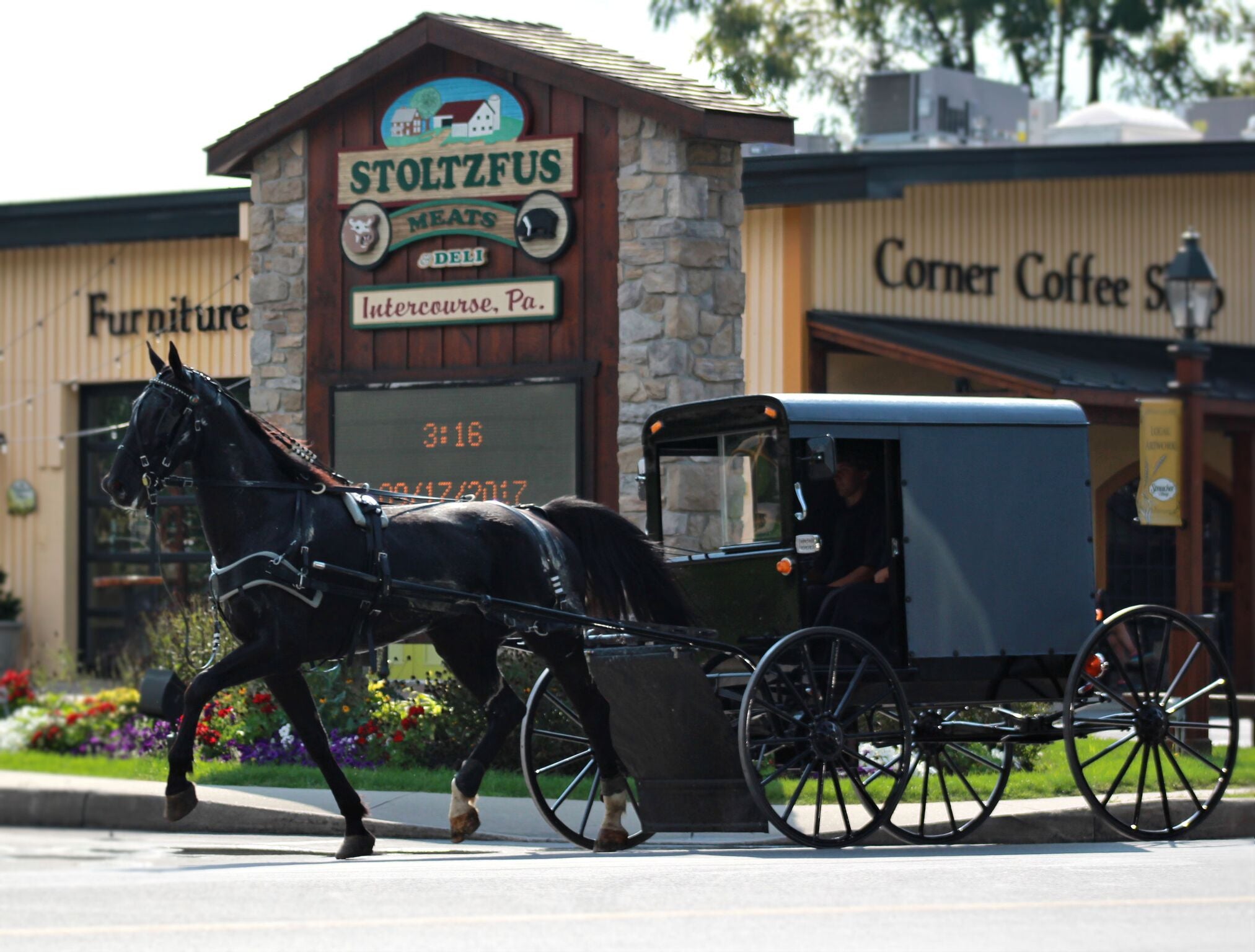 horse and buggy in front of intercourse, pa's Stoltzfus Meat retail store